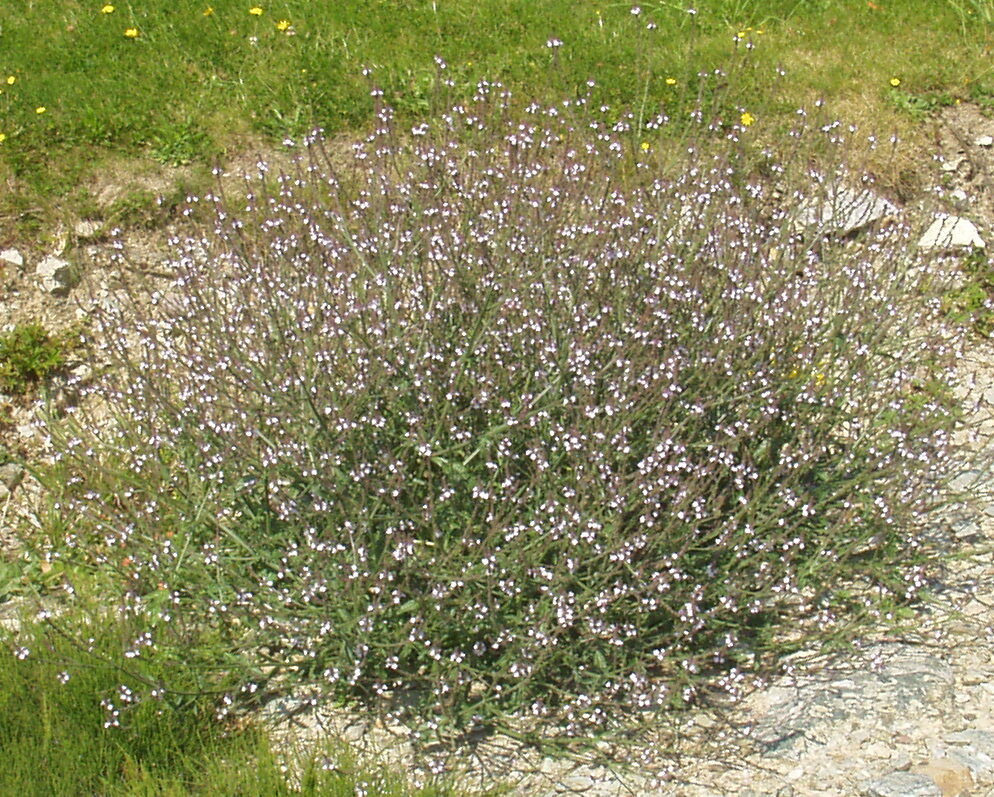 Verveine citronnelle 3L