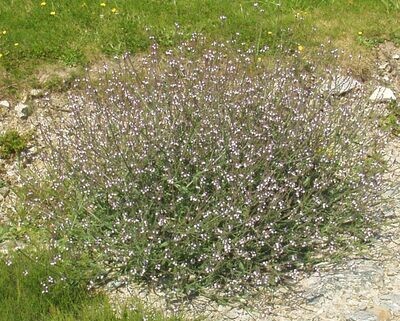 Verveine citronnelle 3L