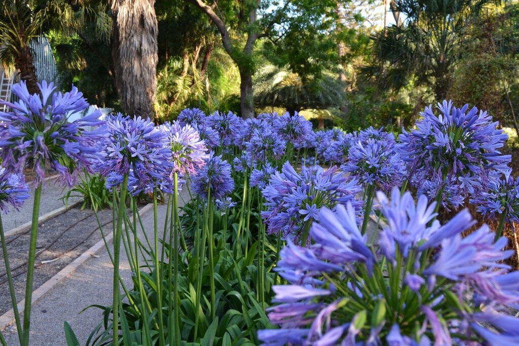 Agapanthus Africanus C2