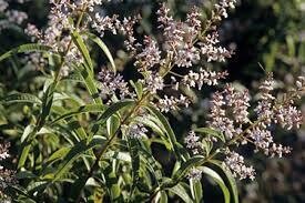 Alaysia triphylla pot de 14