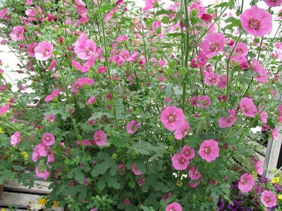 Anisondonthea capensis Lady in Pink C2