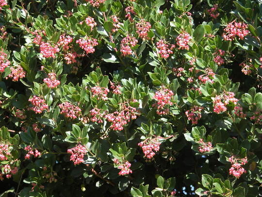 arbustus unedo Rubra C5