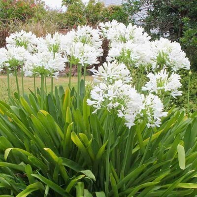 Agapanthus Africanus C2