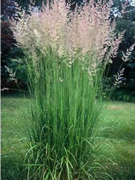 Calamagrostis Karl Foster