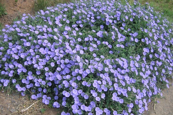 Convolvulus mauritanicus C2