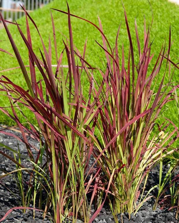 Imperata Red Baron C3