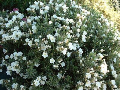 Convolvulus cneorum 2L