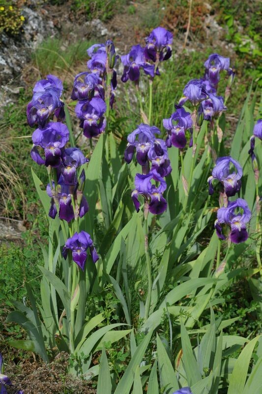Iris Germanica C2