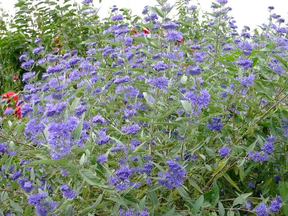 Caryopteris x clandonensis C5