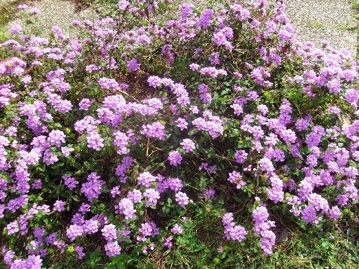 Lantana Sellowiana C2