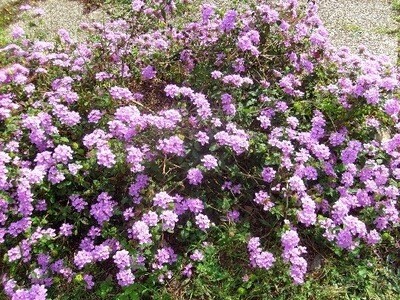 Lantana Sellowiana C2