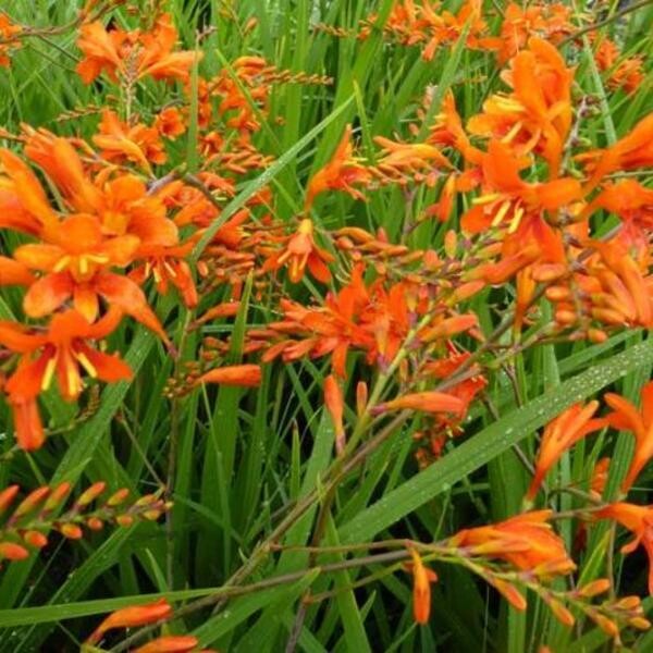 Crocosmia orange feu