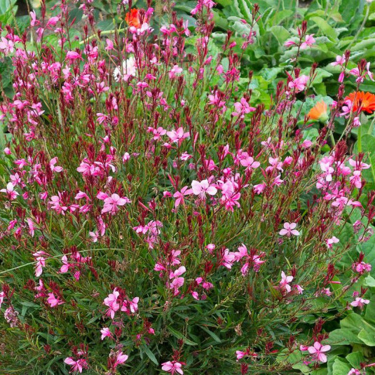 Gaura C2 Gaura C2