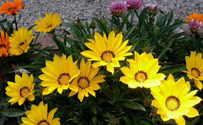 Gazania Rigens et Siesta C2