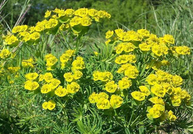 Euphorbia Cyparassia C3 Euphorbia Cyparassia C3