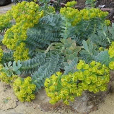 Euphorbia myrsinite C2 Euphorbia myrsinite C2