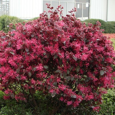 Loropettalum Black Pearl 5L