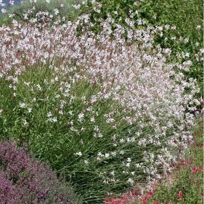 Gaura C2