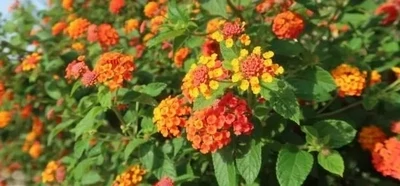 Lantana Camara C2