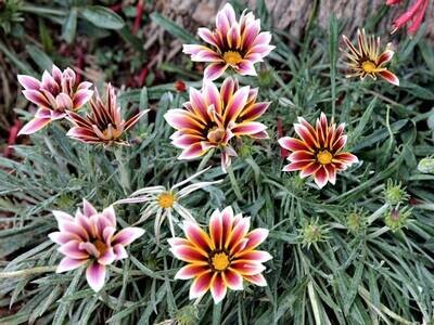 Gazania Rigens et Siesta C2