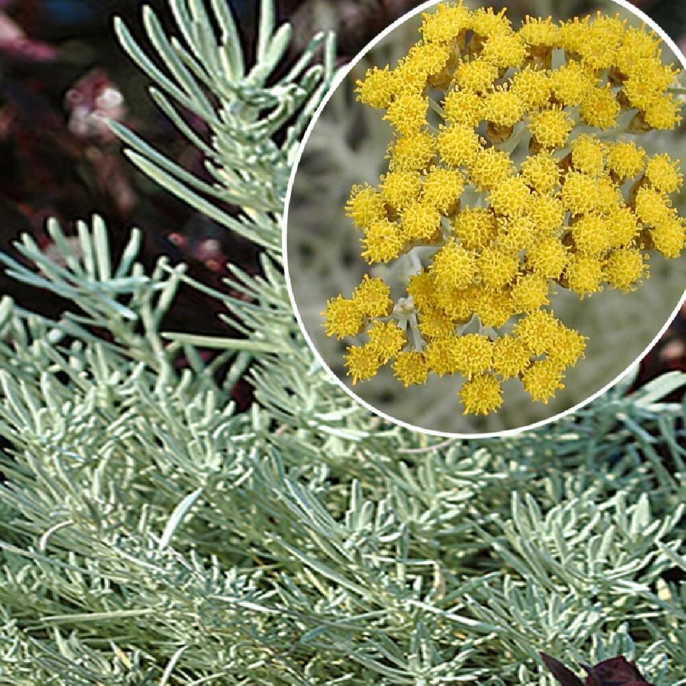 Helichrysum italicum pot de 14