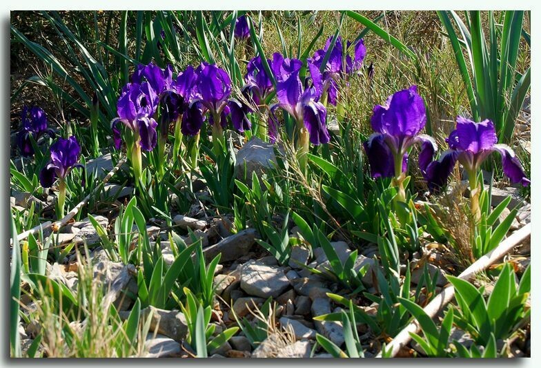 Iris Lutescens C2 Iris Lutescens C2