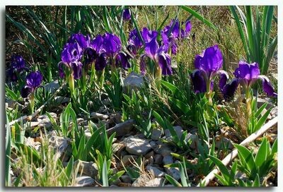 Iris Lutescens C2