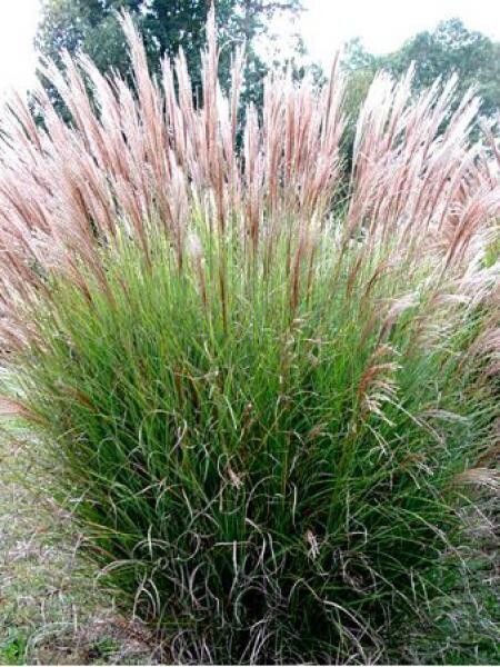 Miscantus sinensis C3