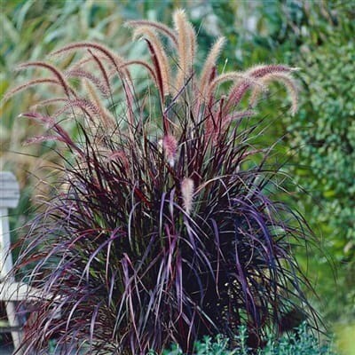 Pennisetum Rubrum C3