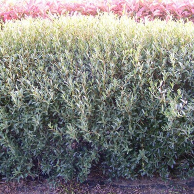 Phillyrea Angustifolia C3