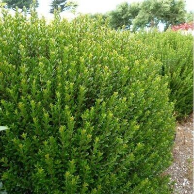 Myrtus communis C3