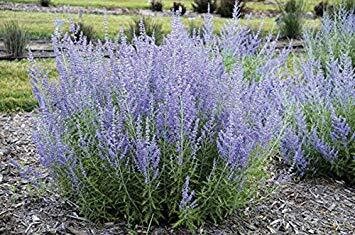 Perovskia Atriplicifolia C2