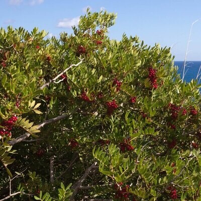 Pistacia lentiscus C3