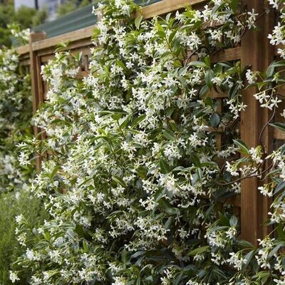 Rhyncospermum jasminoide C2