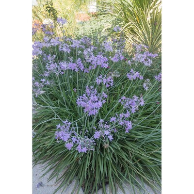 Tulbaghia violacea C2