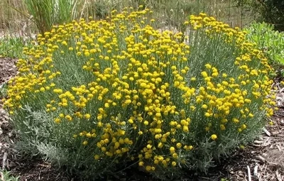 Santolina Chamaecyparissus C2