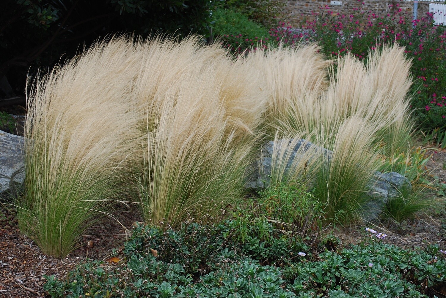 Stipa Tenuissima C2