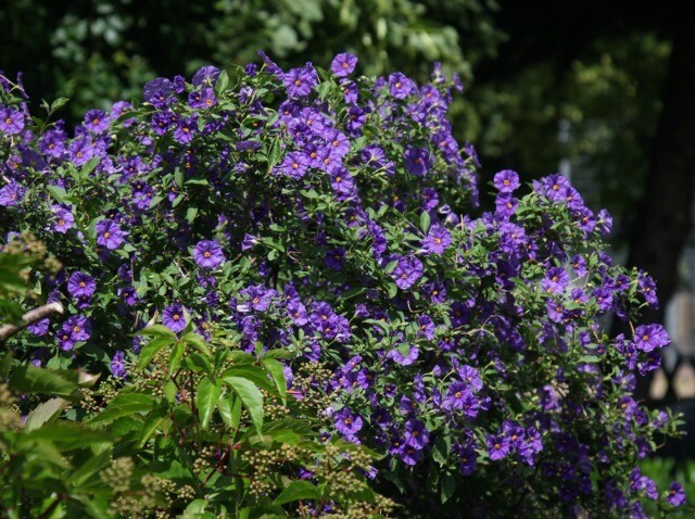 Solanum randonetti C3