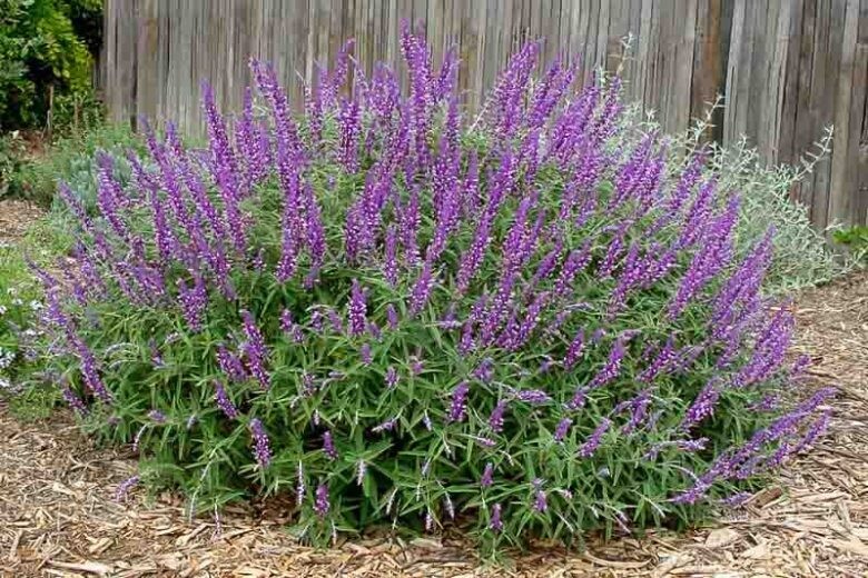 Salvia Leucantha C2
