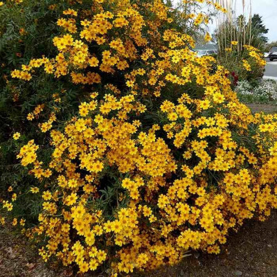 Tagete Lemonii C3 Tagete Lemonii C3