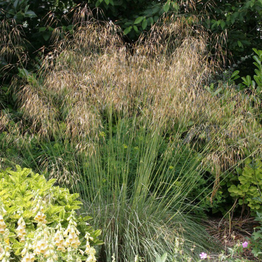 Stipa gigantea C3