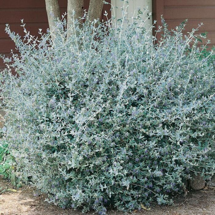 Teucrium Fructicans C3