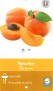 ABRICOTIER Prunus Armeniaca Bergeron