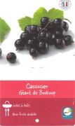CASSISSIER Géant de Boskop précoce R.P.