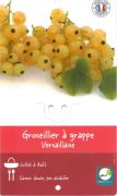 GROSEILLER A GRAPPES Versaillaise blanc R.P.