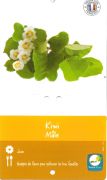 KIWI Mâle Actinidia &quot;Delicios&quot; R.P.
