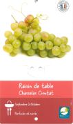 VIGNE Chasselas Cioutat Vitis tuteurés 90 cm R.P. VIGNE Chasselas Cioutat Vitis tuteurés 90 cm R.P.