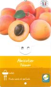ABRICOTIER Prunus Armeniaca Polonais