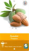 AMANDIER Amygdalus Princesse