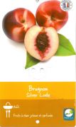 BRUGNON Prunus Persica Silver Loode